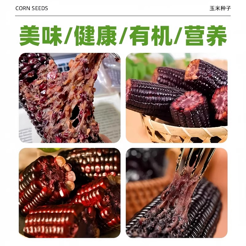 黑甜糯玉米种子香糯高产四季播蔬菜种子耐旱超甜糯黑糯玉米籽种苗,淘宝优惠券,粉丝福利购,淘宝优惠卷