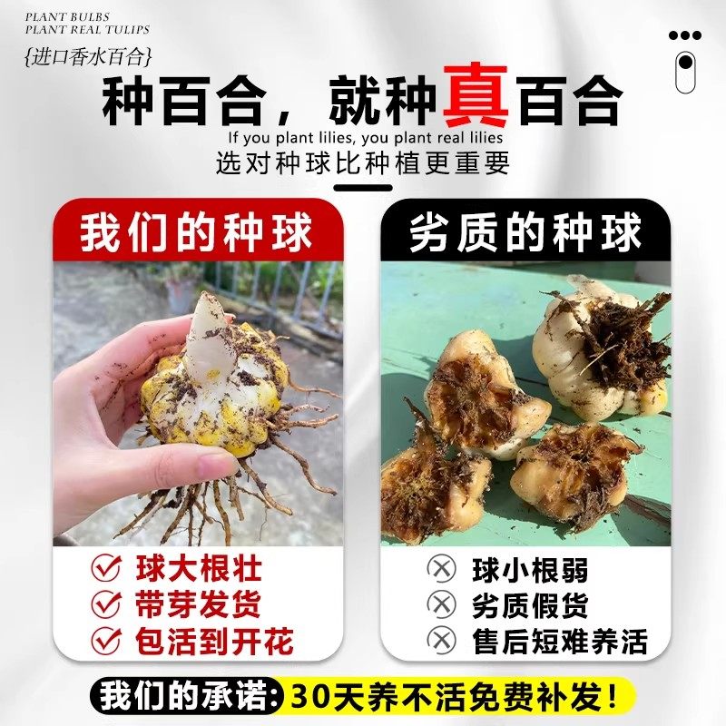 进口香水百合种球重瓣单瓣带牙室内外阳台盆栽耐寒好养种子易种植,淘宝优惠券,粉丝福利购,淘宝优惠卷