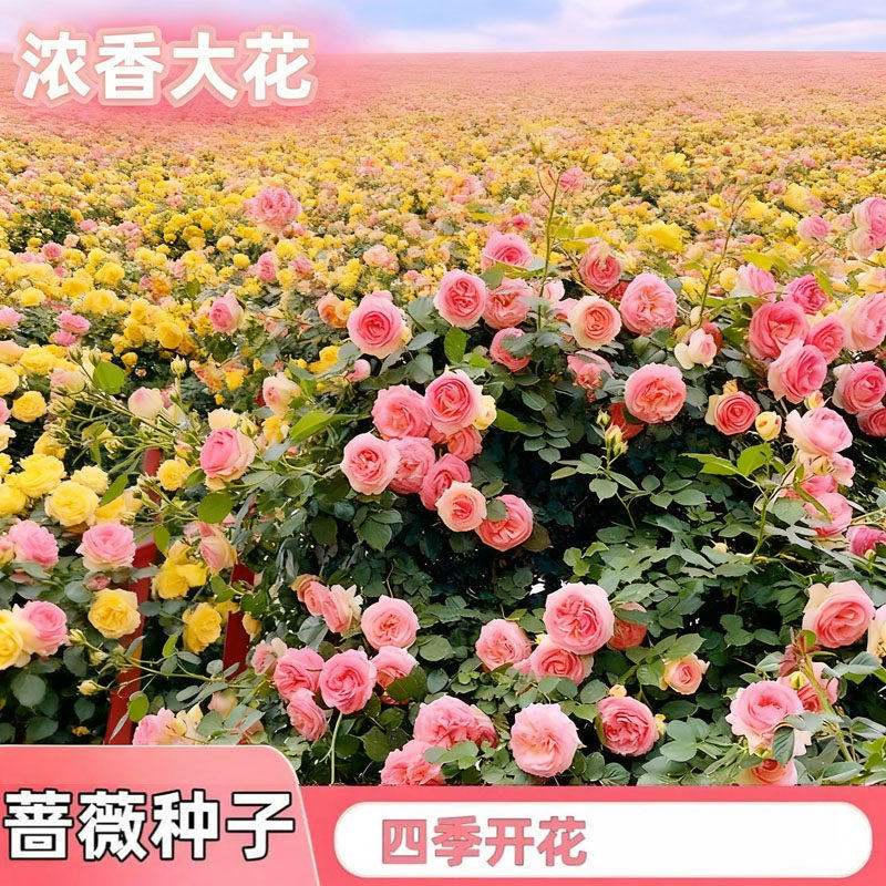 蔷薇花苗藤本月季特大花耐寒庭院爬藤植物四季开花卉阳台盆栽玫瑰,淘宝优惠券,粉丝福利购,淘宝优惠卷