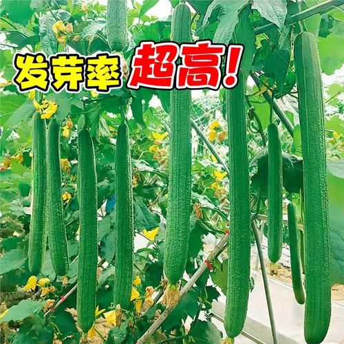 肉丝瓜种子种籽秧苗特长香苹果棱角丝瓜种孑子菜苗蔬菜带土老品种 - 图0