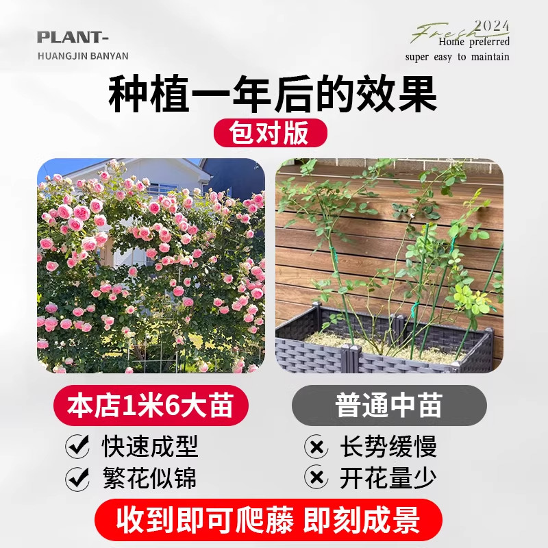 蔷薇花苗藤本月季特大花四季耐寒庭院爬藤植物阳台盆栽玫瑰好养,淘宝优惠券,粉丝福利购,淘宝优惠卷