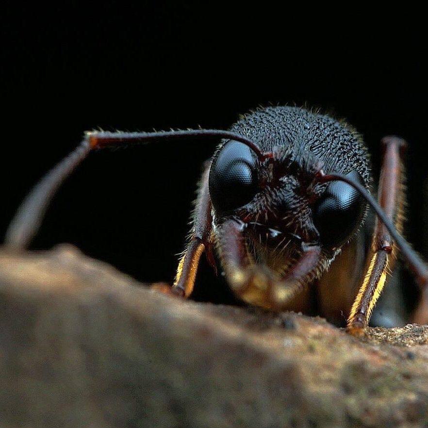 猎镰猛蚁 宠物蚂蚁镰刀猛蚁 蚂蚁活体科普教育 不包养殖,淘宝优惠券,粉丝福利购,淘宝优惠卷