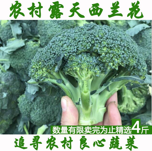 农家现摘绿花菜花椰菜现采现发农家自种西蓝花新鲜西蓝花青花菜 - 图0