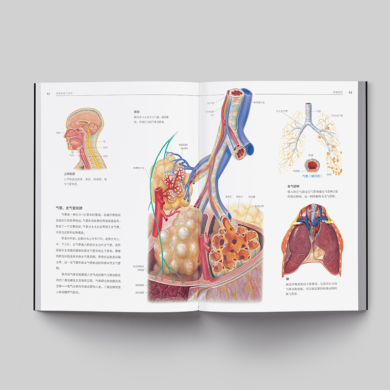 人体解剖学：结构和功能图谱 解剖图谱人体解剖学彩色法医学专业书籍法医系统功能局部基础解剖书全彩人体组织结构实用教材图册 - 图2