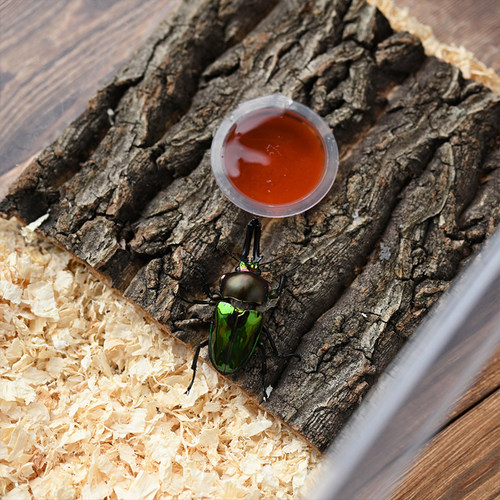 甲虫果冻独角仙锹甲兜虫长戟彩虹昆虫树皮果冻台成虫饲料攀爬木 - 图2