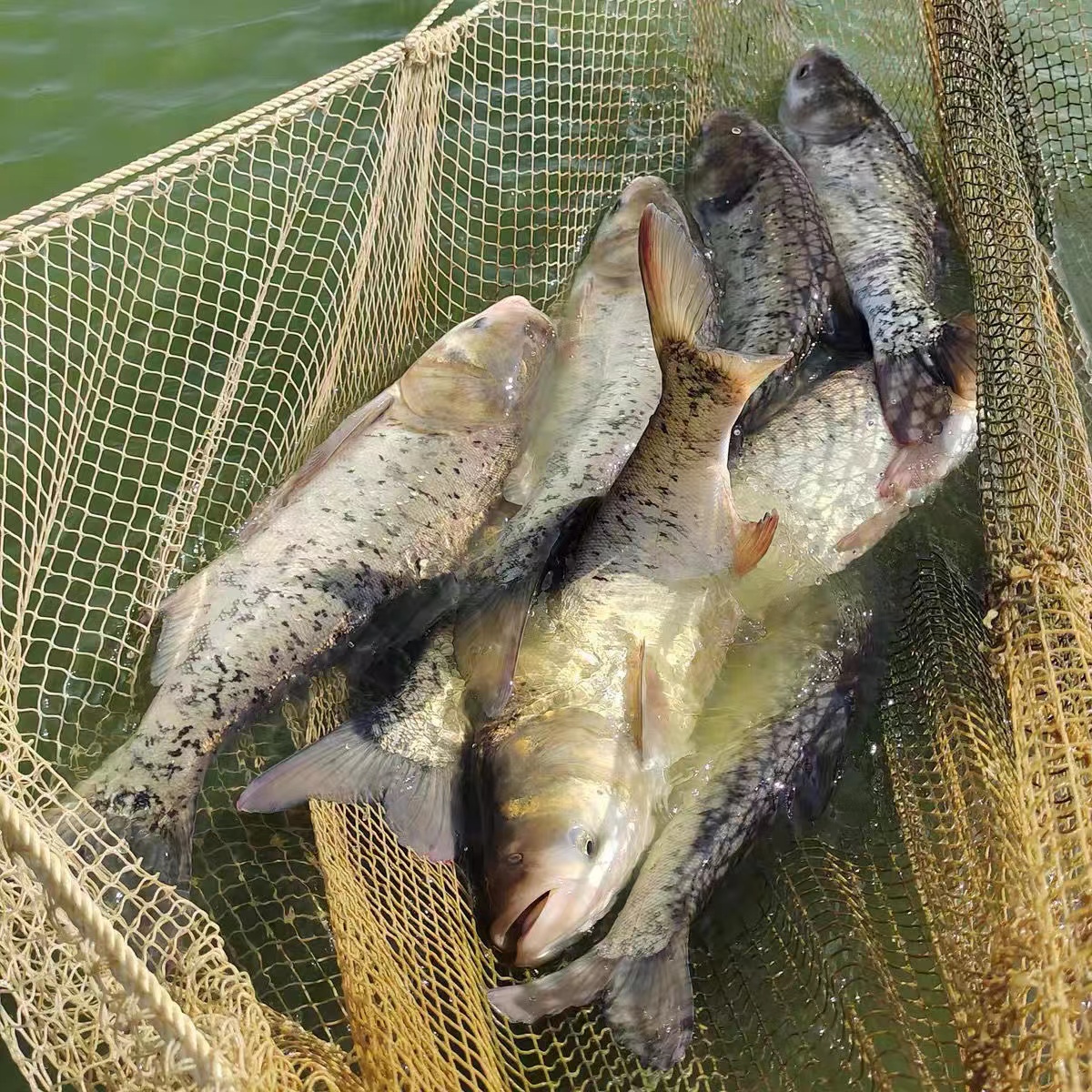 湖北宜昌大鱼头新鲜胖头鱼头花鲢鱼头鳙鱼鱼头足斤足两现杀发货包-图3