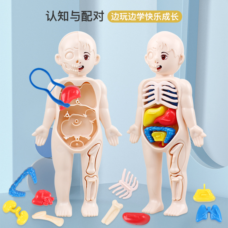 儿童早教科教身体摆件拼装人体结构器官骨骼解剖内脏道具模型玩具 - 图1