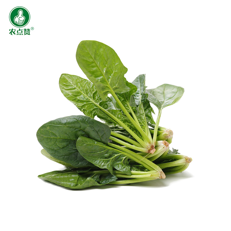 秋冬耐寒菠菜种子冬墨大叶菠菜种籽老品种红根菠菜籽秋冬蔬菜种孑