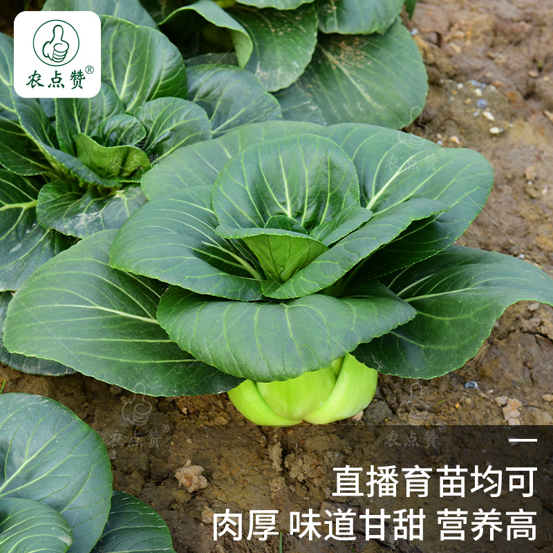 苏州青青菜种子大全秋冬耐寒青菜种籽矮脚油菜种孑四季黑叶蔬菜籽