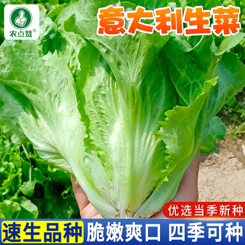 四季生菜种子大全意大利罗马生菜籽种结球玻璃奶油孔雀沙拉菜种籽 - 图0