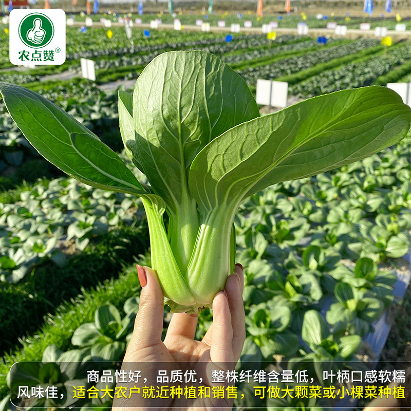 夏抗热上海青菜种籽正宗矮脚油菜小白菜青菜种孑四季蔬菜种子大全 - 图0