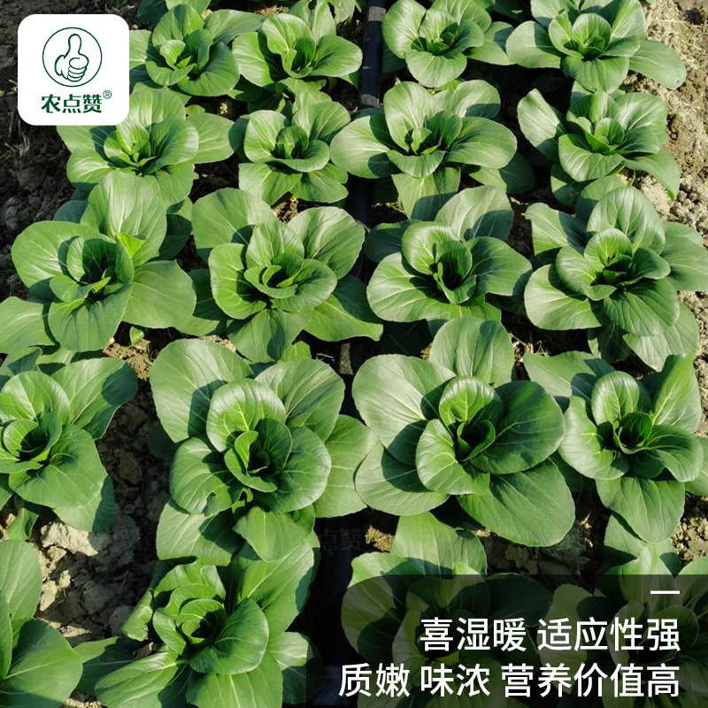 正宗上海青菜种子耐寒矮脚油菜孑小白菜种籽四季青菜蔬菜种子大全