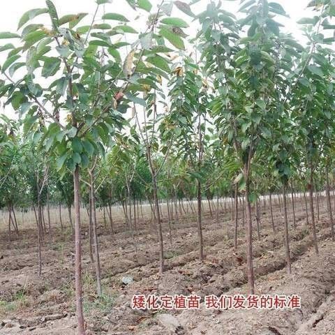 早熟砂糖小樱桃树四川达州樱桃苗嫁接果树苗南方北方种植当年结果-图2