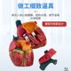 Teaching of high-end cardiac anatomy model of Meishan Model