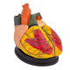 Teaching of high-end cardiac anatomy model of Meishan Model