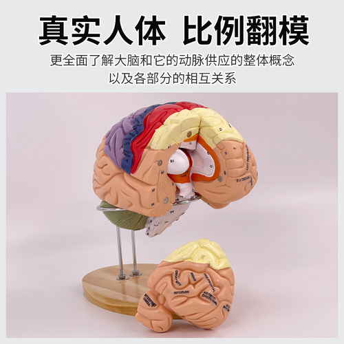 大脑神经解剖模型 2倍放大脑模型 运动中枢 感觉中枢和脑功能 医 - 图2