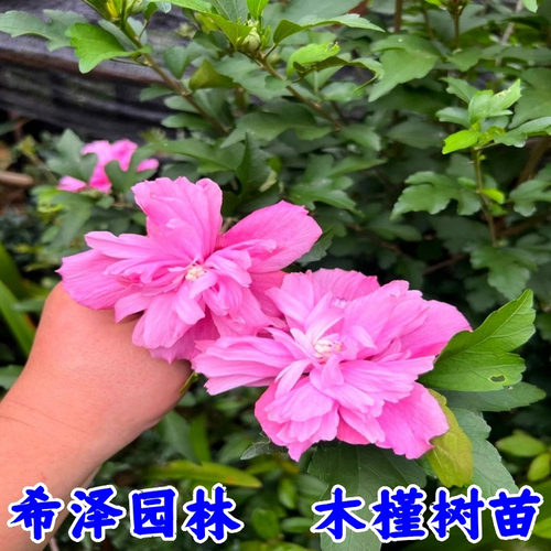 木槿树苗 绿化木槿小苗苗 篱笆苗 食用木槿苗 重瓣木槿小苗 树苗 - 图2