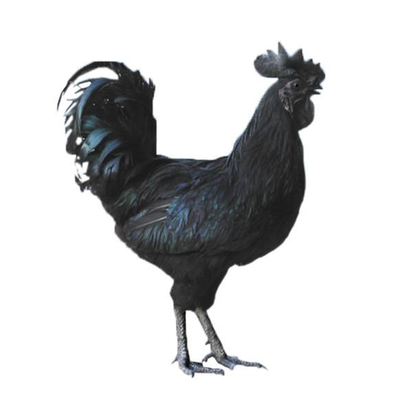 五黑鸡种蛋受精蛋绿壳种蛋可以孵化小鸡的蛋包受精率量大优宠物鸡,淘宝优惠券,粉丝福利购,淘宝优惠卷