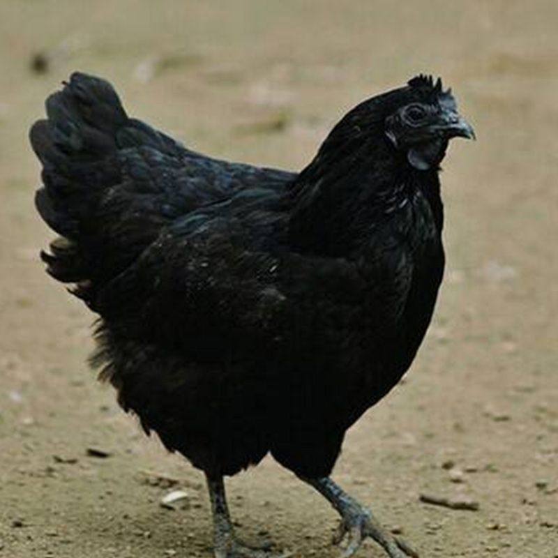 五黑鸡种蛋受精蛋绿壳种蛋可以孵化小鸡的蛋包受精率量大优宠物鸡,淘宝优惠券,粉丝福利购,淘宝优惠卷