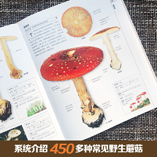 【现货正版】DK蘑菇大百科 托马斯莱瑟斯 精装插图 系统介绍450多种野生蘑菇 青少年科普百科课外读物正版书籍 湖南科技出版社