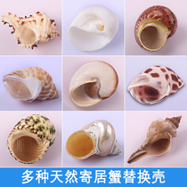 Natural sea snail shells Host Crab Rolls Berfish Replacement Exclusive Shell Diy Fish Tank Building aquarium Decorative Suits