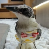 Сюанфенг попугай моча без влажных брюк мочи Пион Попуга