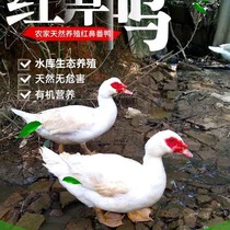 Three-year-old duck for the scattered raising of ¥  in rural areas