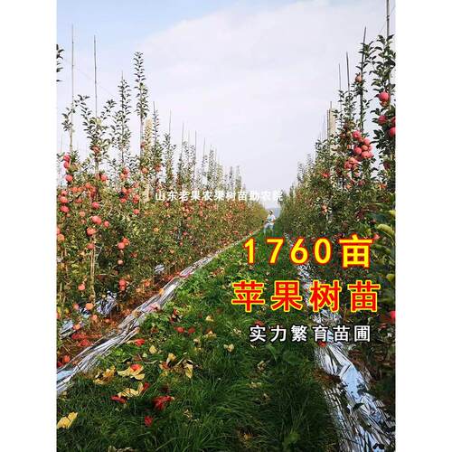 嫁接123小苹果树苗耐寒沙果鸡心果南北方种植当年结果海棠果树苗 - 图3