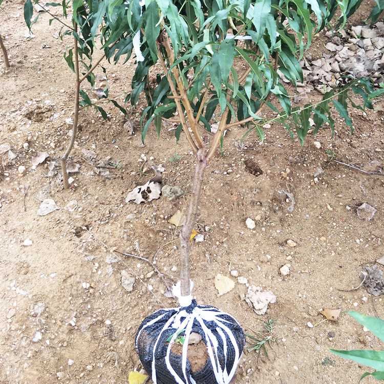 特大桃树果苗带土嫁接冬桃黄油桃水蜜桃子盆地栽南北方种耐寒果树,淘宝优惠券,粉丝福利购,淘宝优惠卷
