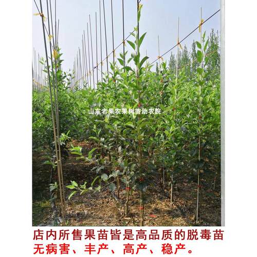 嫁接123小苹果树苗耐寒沙果鸡心果南北方种植当年结果海棠果树苗 - 图0