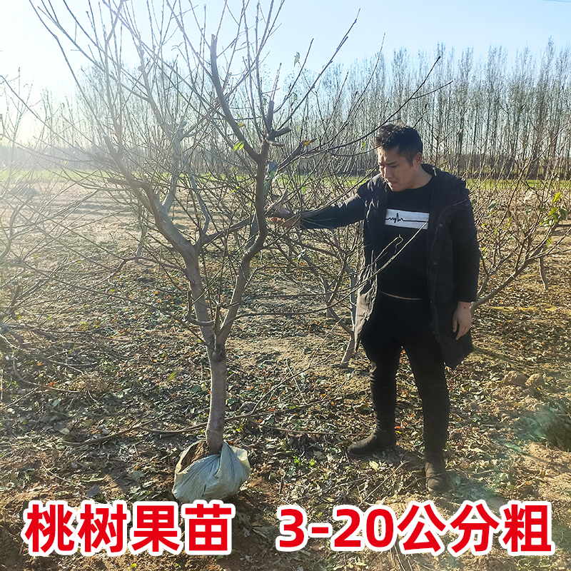 特大桃树果苗带土嫁接冬桃黄油桃水蜜桃子盆地栽南北方种耐寒果树,淘宝优惠券,粉丝福利购,淘宝优惠卷