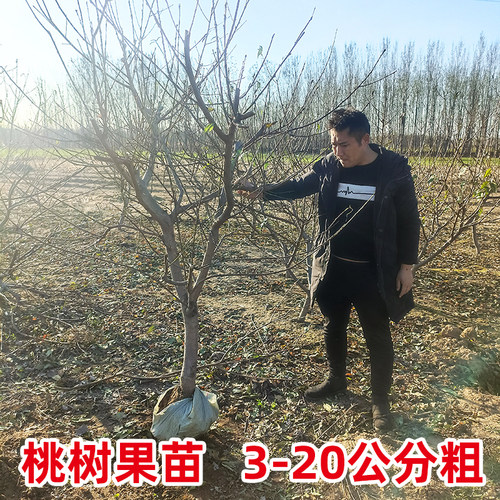 特大桃树果苗带土嫁接冬桃黄油桃水蜜桃子盆地栽南北方种耐寒果树 - 图1