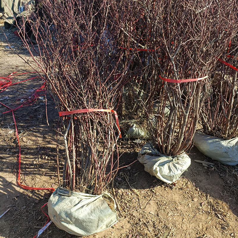 特大蓝莓树果苗带土老桩耐寒地栽当年结果南方北方种植庭院蓝莓苗 - 图0