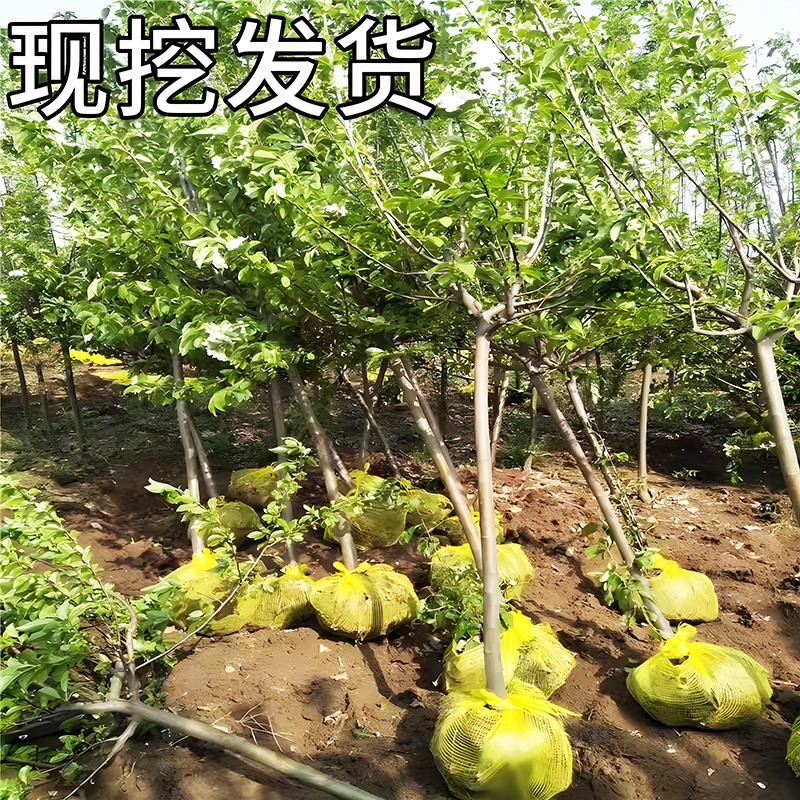 鸡心果树苗沙果123小苹果苗南北方大庭院果树盆地栽耐寒海棠果苗 - 图0