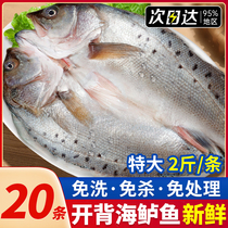 Sea Bass Fish Open Back Fresh Frozen Deep Sea Seven Stars Bass Marine Fish Lufish Seafood Aquatic Grilled Fish Semi-finished Products Commercial