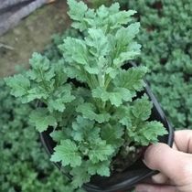 Hangzhou Baiju Miao edible with chrysanthemum Miao Miao Miao fever and clear liver Mingmu indoor viewing promotion