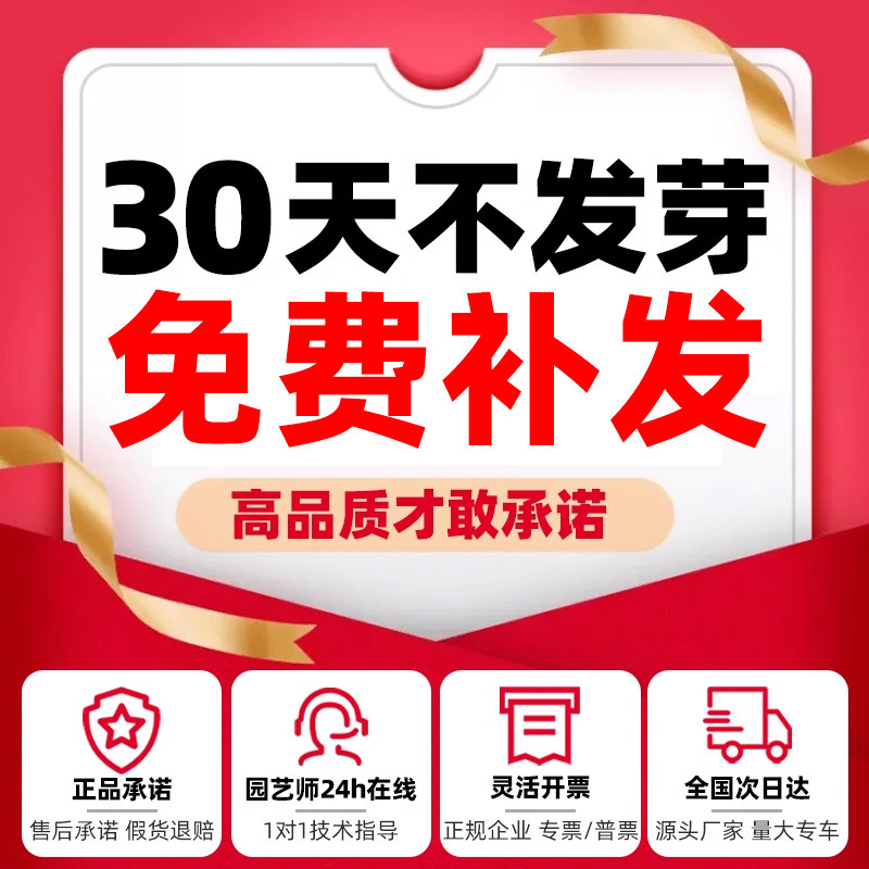 波斯菊花种子格桑花种籽子七彩四季播种开花易活庭院室外花籽种孑,淘宝优惠券,粉丝福利购,淘宝优惠卷