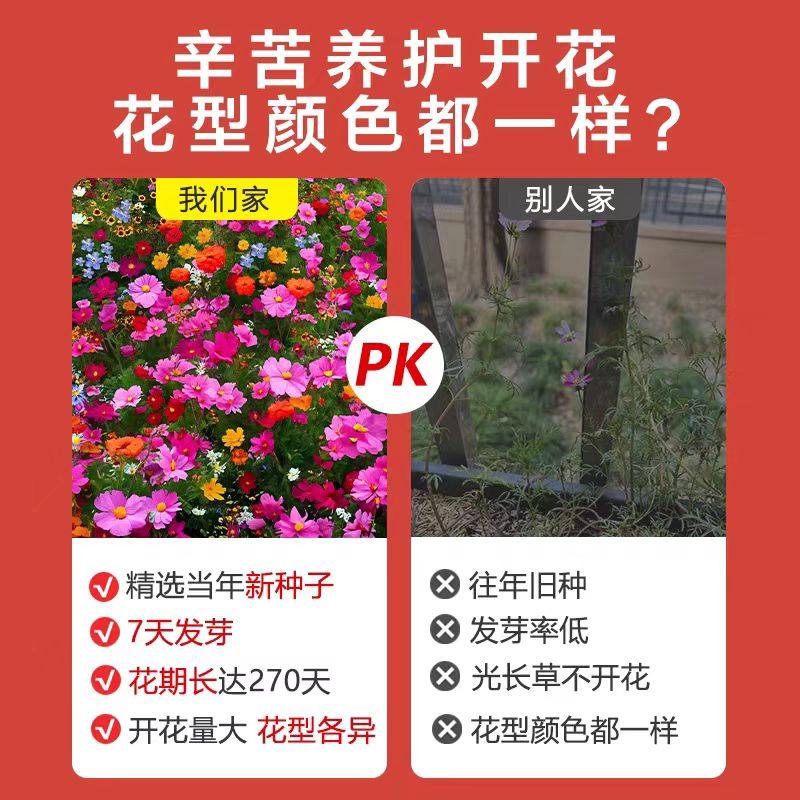 波斯菊花种子格桑花种籽子七彩四季播种开花易活庭院室外花籽种孑,淘宝优惠券,粉丝福利购,淘宝优惠卷
