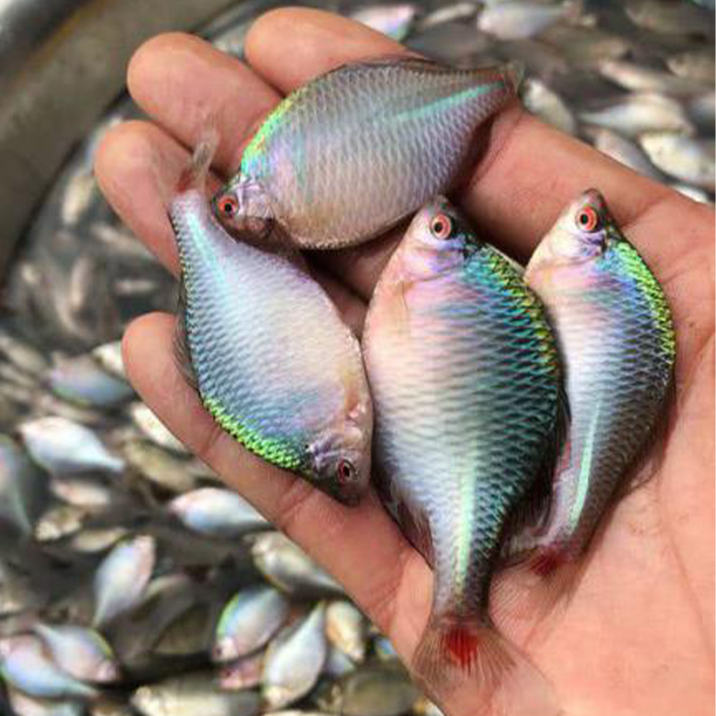 鳑鲏鱼活体溪流缸除藻小型原生群游旁皮鱼好养易活淡水冷水观赏鱼 - 图0