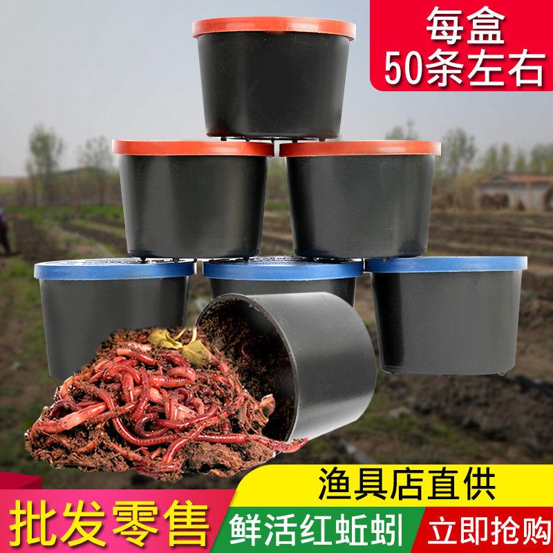钓鱼蚯蚓活饵野钓大号红蚯蚓土活体盒装红虫鱼饵垂钓活饵料散装,淘宝优惠券,粉丝福利购,淘宝优惠卷