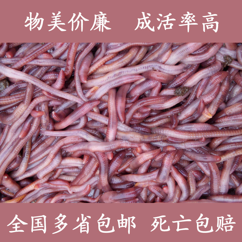 红蚯蚓蚯蚓活体钓鱼盒装蚯蚓红蚯蚓鱼饵鲫鱼野钓小药饵料散装包活,淘宝优惠券,粉丝福利购,淘宝优惠卷