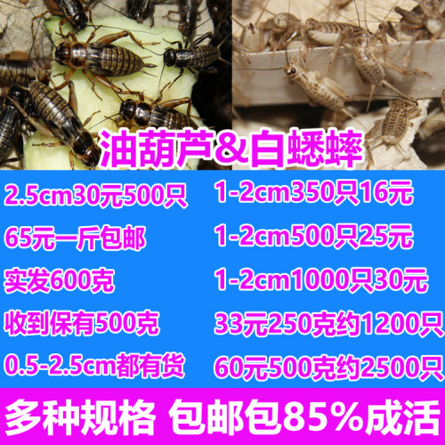 蛐蛐 白蟋蟀油葫芦蟋蟀活体饲料活物 多规格蜥蜴守宫龙鱼饲料包邮 - 图0