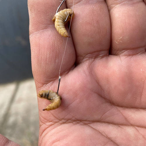 黑水水活体鱼饵通杀野钓专攻鲶鱼钓鱼白虫蛆虫茫牤活虫钓鱼黄虫肉 - 图1