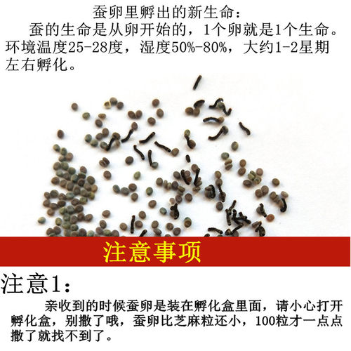 蚕宝宝蚕卵蚕种活体学生养蚕套装彩丝金丝新鲜嫩桑叶送养蚕小工具-图1