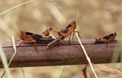 活体蚂蚱活虫蝗虫蚱蜢画眉鸟爬虫龟宠物蜂饲料鸟活食新鲜食物飞蝗,淘宝优惠券,粉丝福利购,淘宝优惠卷