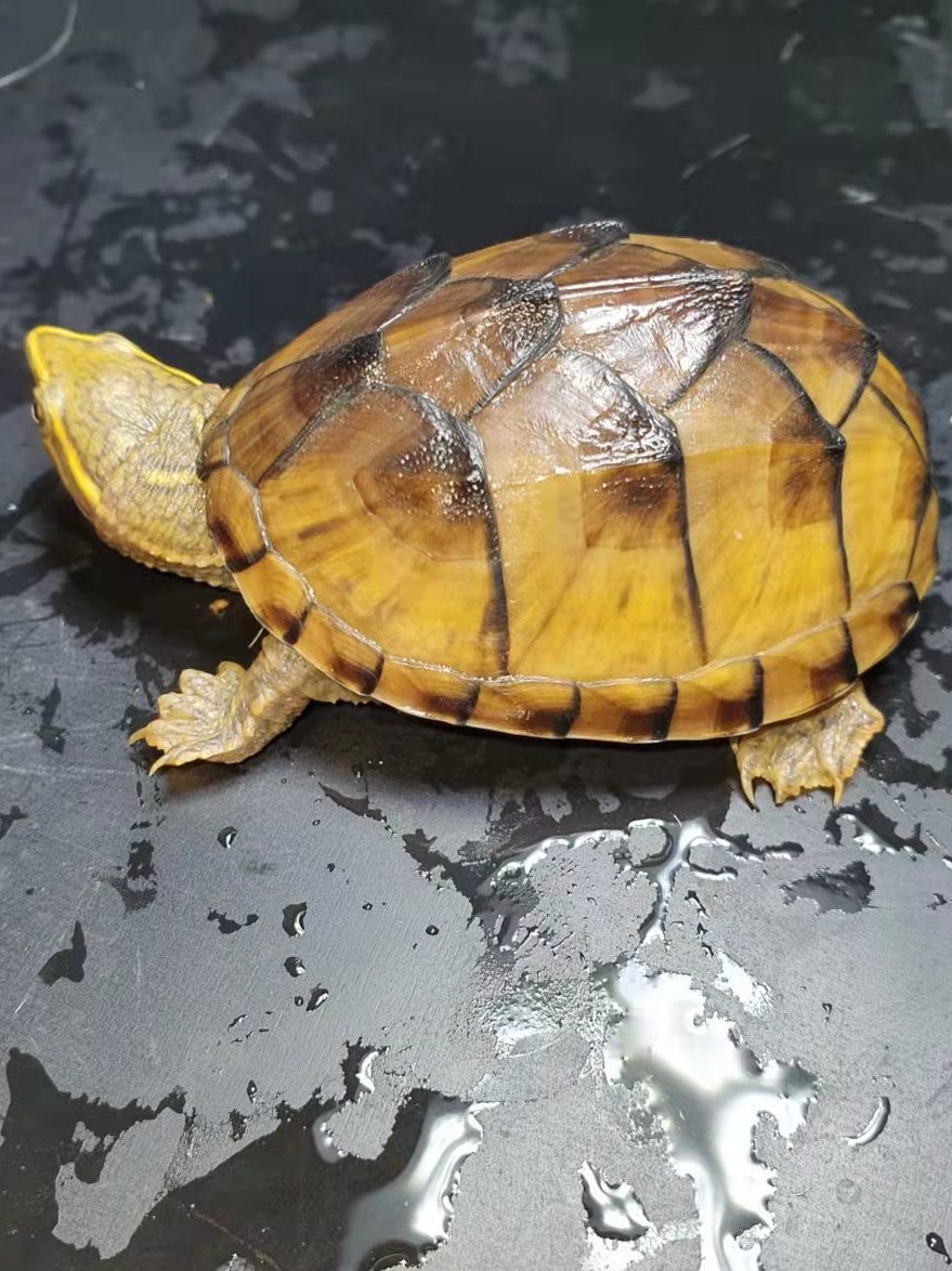 麝香龟深水龟鱼缸混养迷你宠物龟观赏龟蛋龟剃刀龟水产活物小乌龟,淘宝优惠券,粉丝福利购,淘宝优惠卷