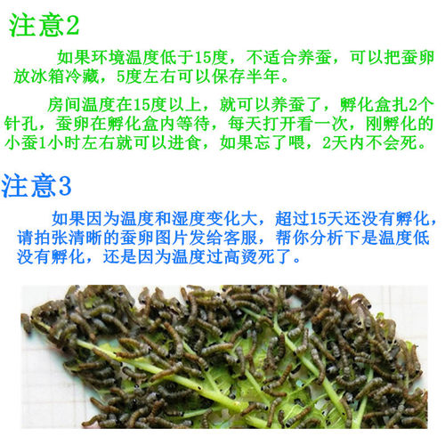 蚕宝宝蚕卵蚕种活体学生养蚕套装彩丝金丝新鲜嫩桑叶送养蚕小工具-图2