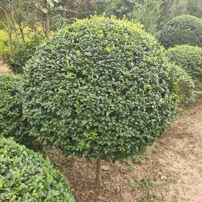 苗圃直销园林绿化苗木庭院植物小叶女贞树苗女贞苗水蜡球四季常青-图1