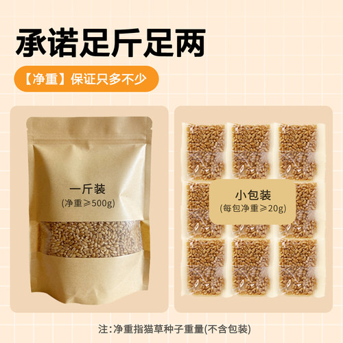 猫草种子化毛球水培土培种植盆栽种籽化毛草小麦粒育苗盘猫咪零食 - 图2