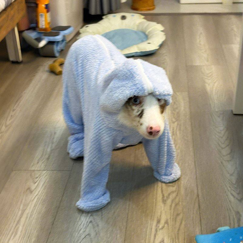 狗狗浴袍超大超强吸水抱猫宠物洗澡速干擦狗浴巾全包猫咪毛巾浴巾,淘宝优惠券,粉丝福利购,淘宝优惠卷